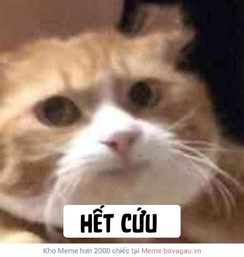 vklxyz|nhân tiện viral xin cíu ca này với ạ con l mèo kia đã đái ra phòng .